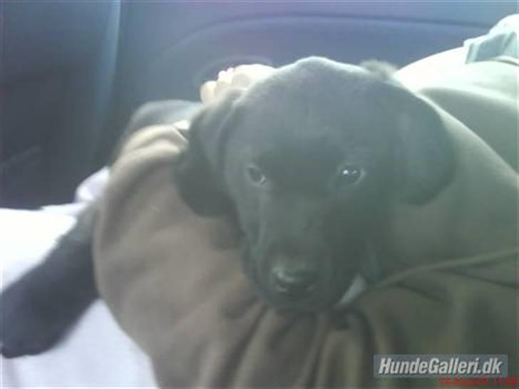 Blanding af racer Tyson - Første gang vi så Tyson billede 11