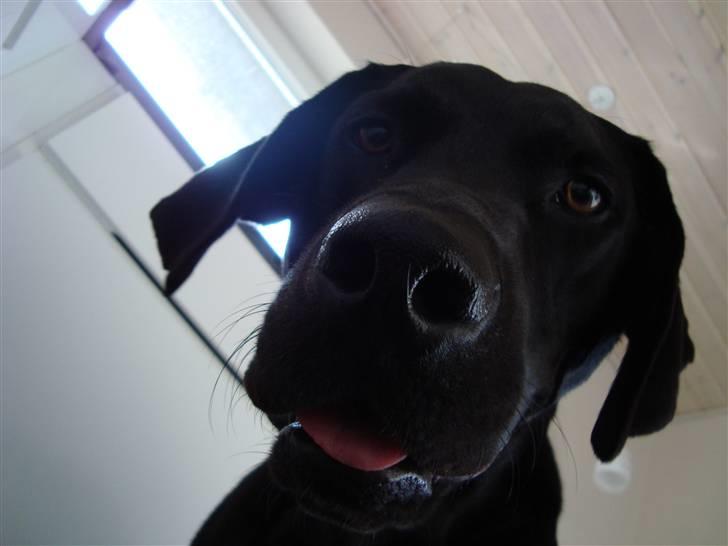 Blanding af racer Tyson - Tak fordi i kiggede med.. =)  billede 12