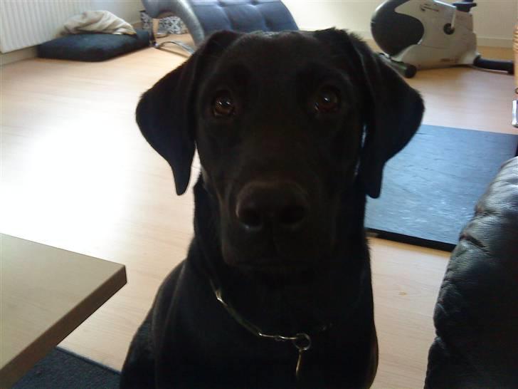 Blanding af racer Cita - ca. 10 mdr. billede 6