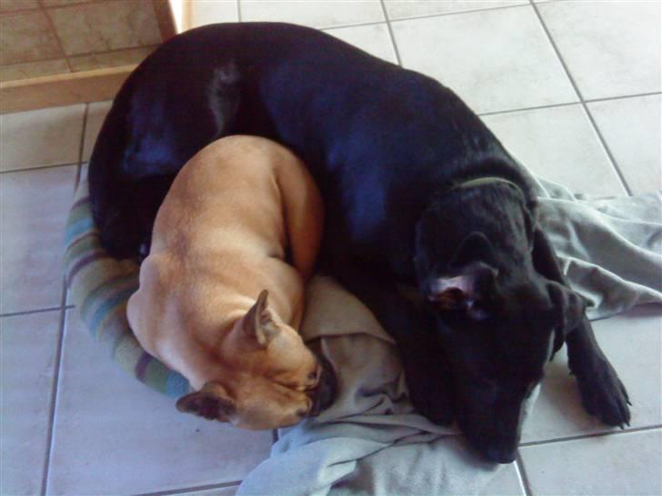 Blanding af racer Cita - mens de endnu kunne enes :( billede 7