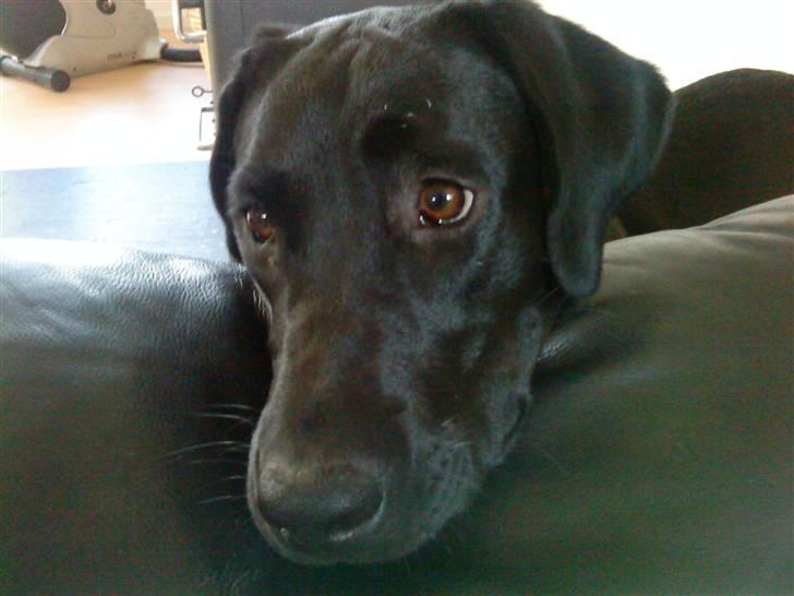 Blanding af racer Cita - ca. 10 mdr. billede 8