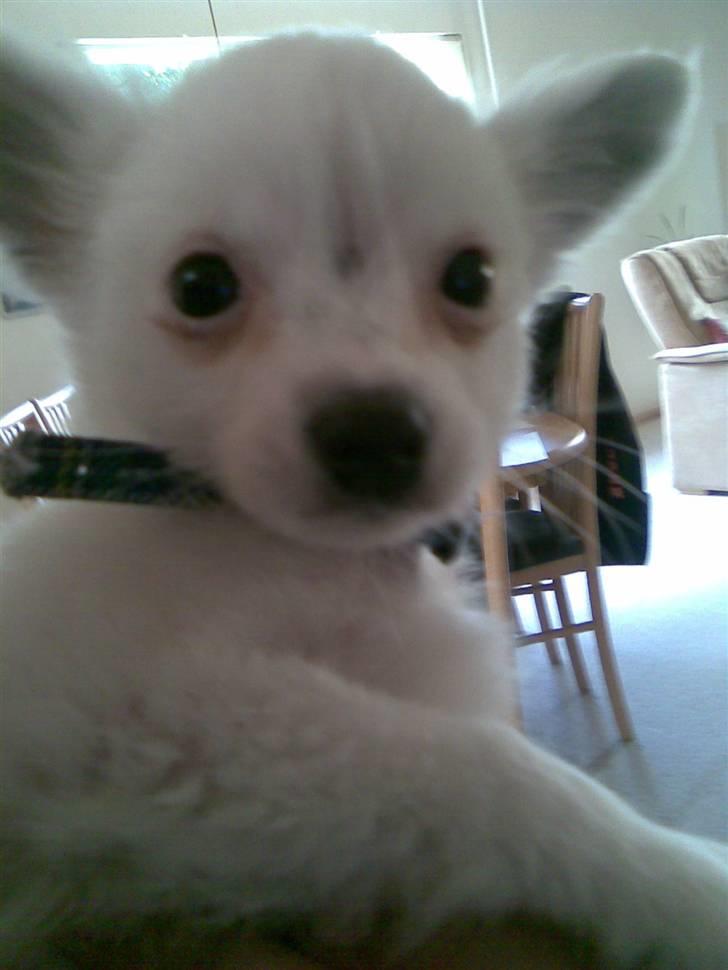 Blanding af racer Bella *solgt* - Jeg hedder Bella billede 4