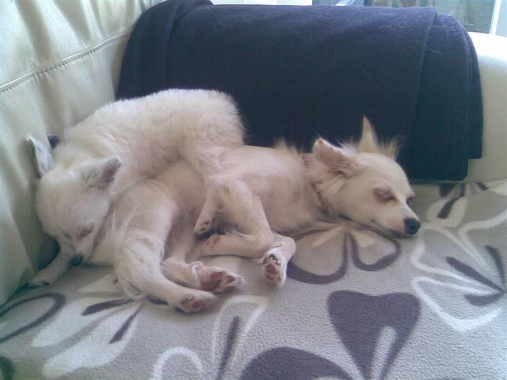 Blanding af racer Bella *solgt* - Så der sove time  billede 5