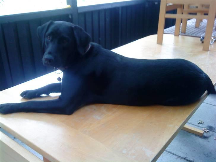 Blanding af racer Cita - ca. 11 mdr billede 9