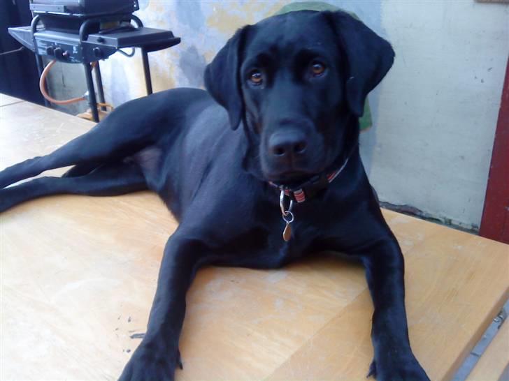 Blanding af racer Cita - ca. 11 mdr billede 10