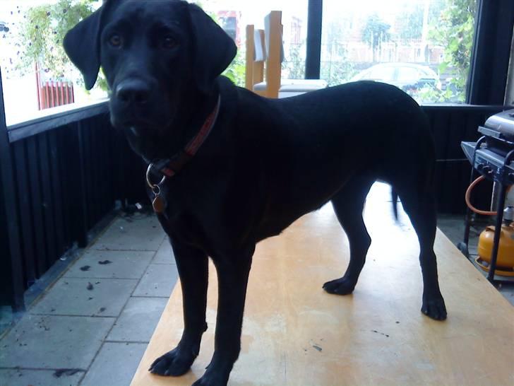 Blanding af racer Cita - ca. 11 mdr billede 11