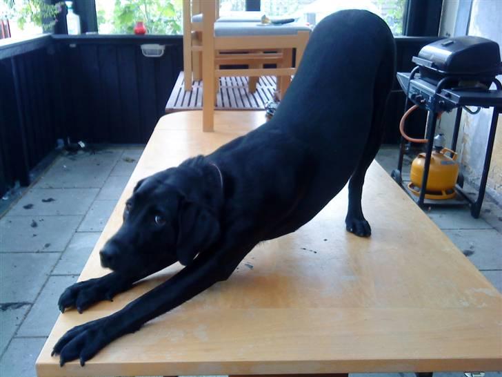 Blanding af racer Cita - ca. 11 mdr billede 12