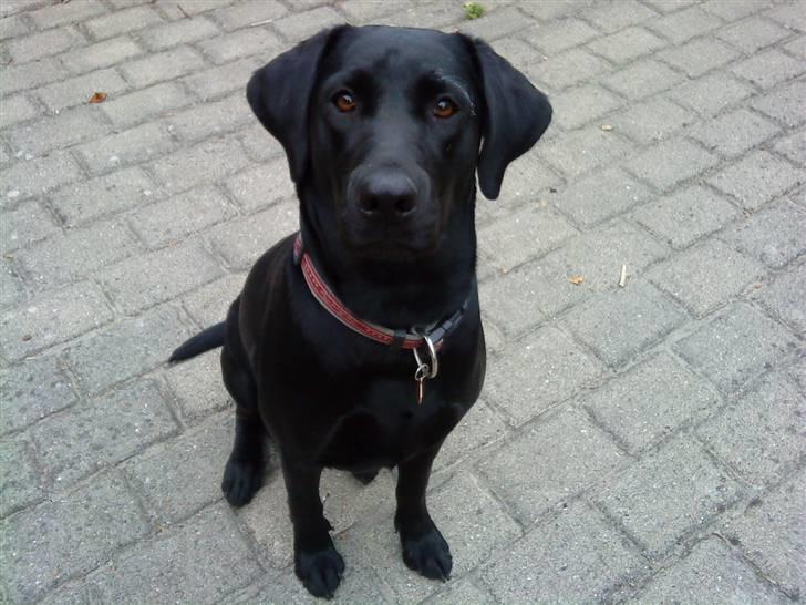 Blanding af racer Cita - ca. 11 mdr billede 13