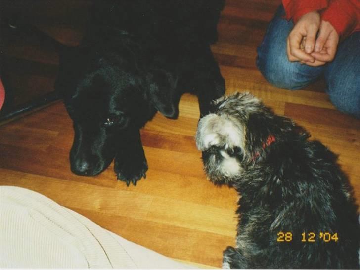 Blanding af racer Ronja R.I.P :( - da ronja møder Tulle for først gang :) billede 18