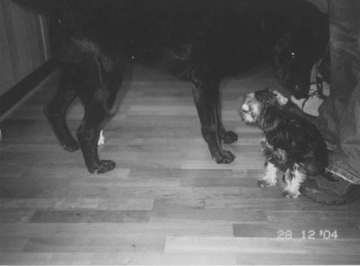 Blanding af racer Ronja R.I.P :( - her kan man godt se størrelse forskel XD billede 19