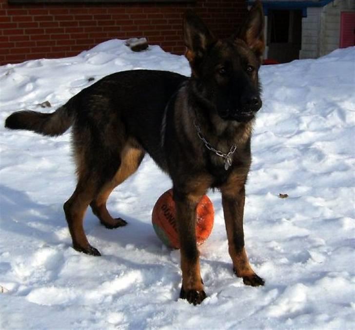 Schæferhund Kenzally´s Alpha (Kenzo) R.I.P   : ( - Min smukke Kenzo i sneen..  7 md gammel billede 8