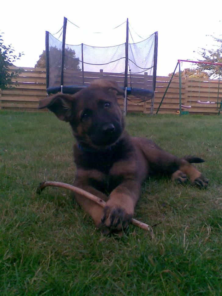 Schæferhund Kenzally´s Alpha (Kenzo) R.I.P   : ( - hvaaa mor skal jeg nu have tage billeder igen : ) billede 9