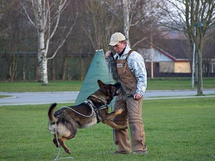 Schæferhund Kenzally´s Alpha (Kenzo) R.I.P   : ( - Kenzo til C- træning i kreds 41.  d. 7-4-10 billede 10