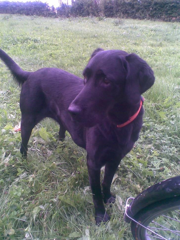 Labrador retriever balder R.I.P billede 7