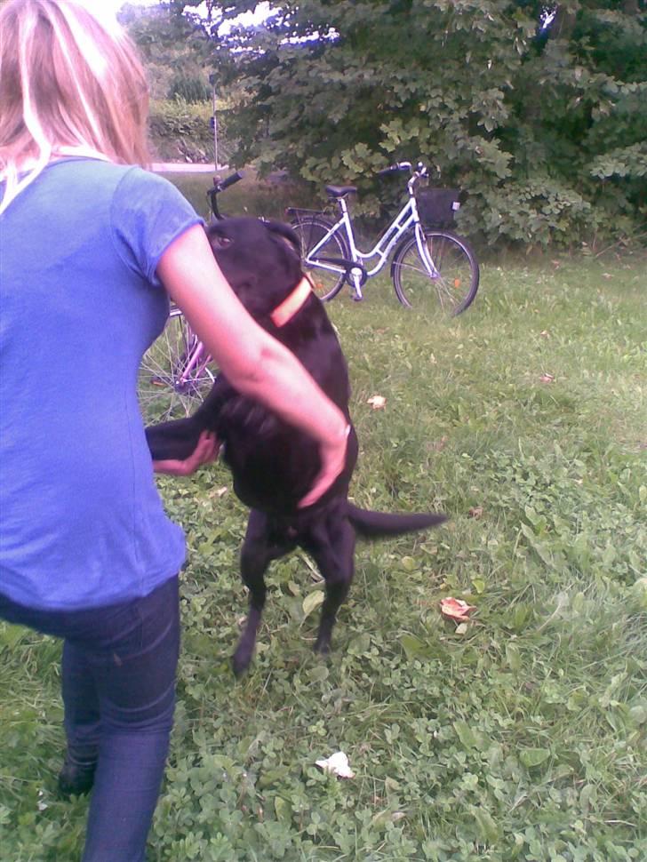 Labrador retriever balder R.I.P billede 8