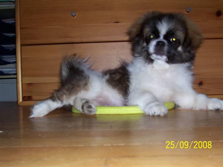 Tibetansk spaniel Frida (Shangri-La) billede 15