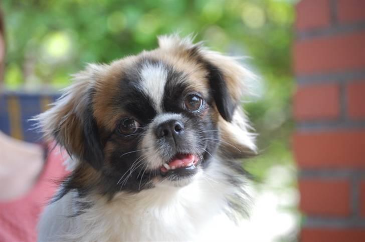 Tibetansk spaniel Frida (Shangri-La) billede 1