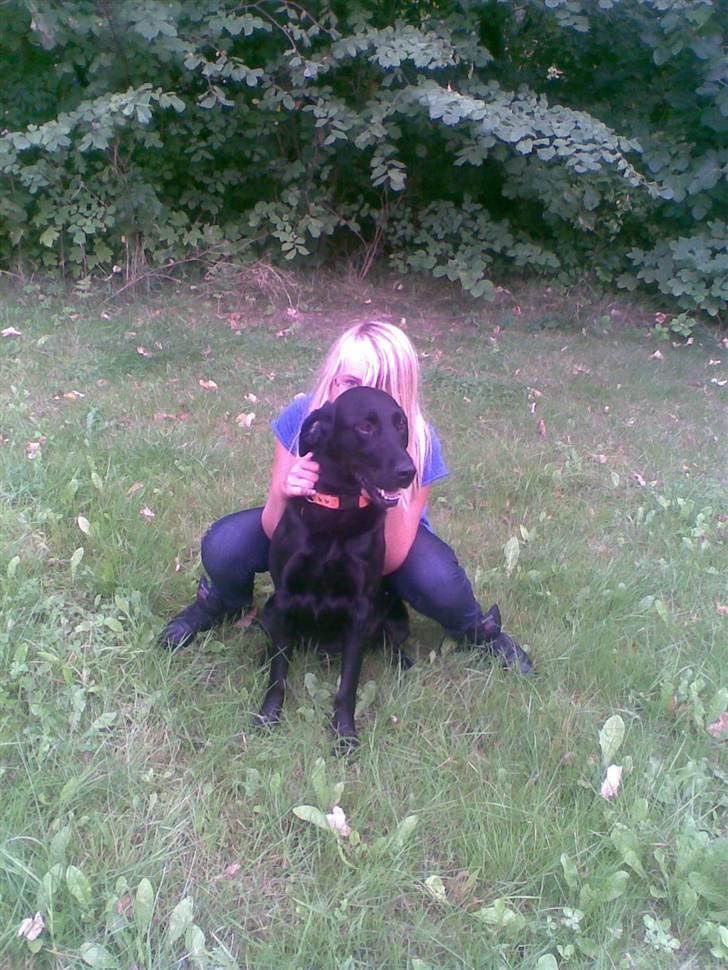 Labrador retriever balder R.I.P billede 9