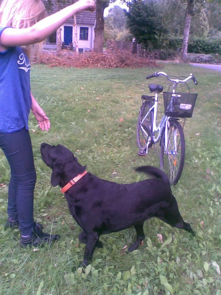 Labrador retriever balder R.I.P billede 10