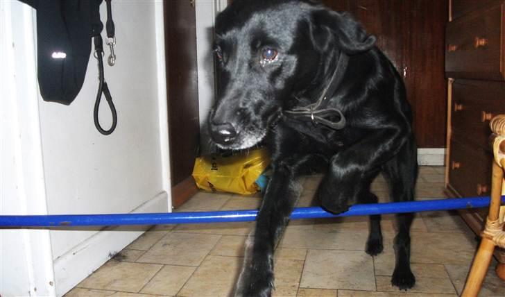 Blanding af racer Pjuske<3 - 1. Velkommen til Pjuske´s profil :D En skøn hund der betyder alt for mig<3  billede 1