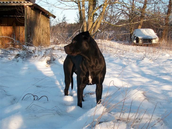 Blanding af racer Akir - Akir ude og lege bag vores hus og ser hun ikke dejlig muskuløs ud. (d.09.01.2010.) billede 21