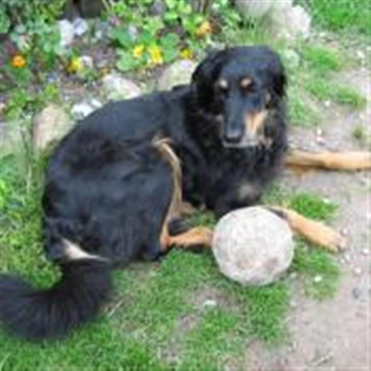 Hovawart Bella/Pølse<3 - Bella med hendes ynglings sport <3 billede 1