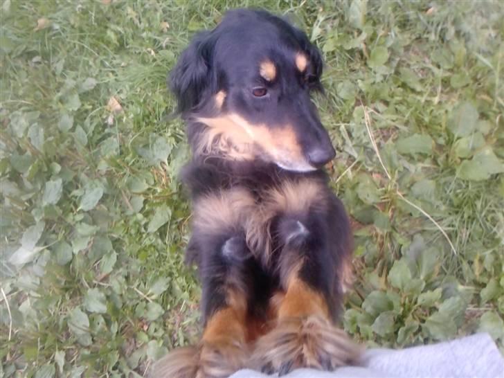 Hovawart Bella/Pølse<3 - Bella der laver et af hendes tricks, men hun kan ikke få øjnene fra hestene i folden (:  billede 2