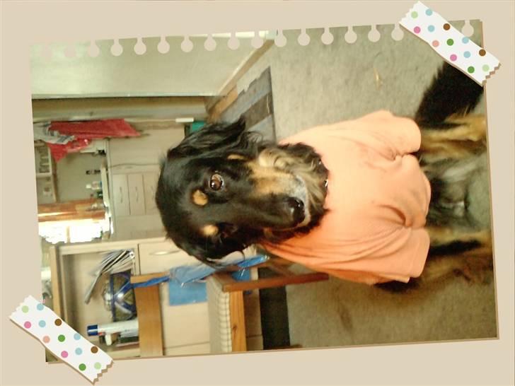 Hovawart Bella/Pølse<3 - Sådan går den hvis man ikke kan lade tøjet være !!!! billede 3