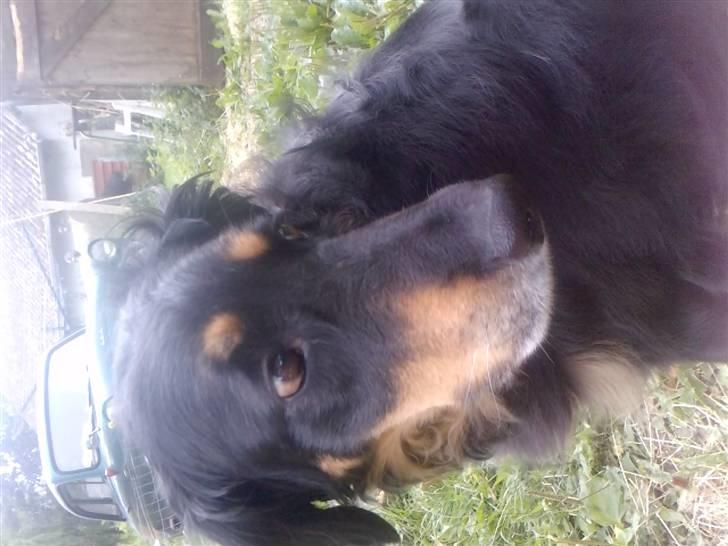 Hovawart Bella/Pølse<3 billede 4