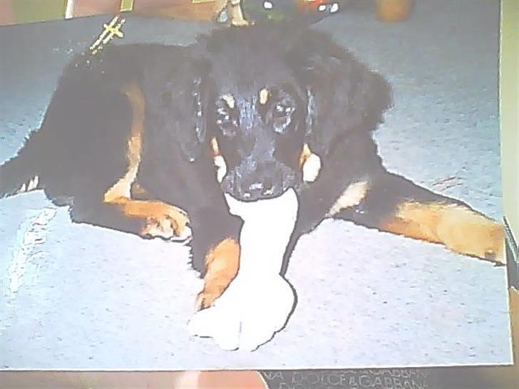 Hovawart Bella/Pølse<3 - Bella da hun var hvalp<3 der havde vi haft hende i et par dage (: billede 5