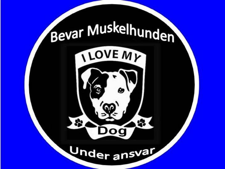 Amerikansk bulldog yenka billede 10