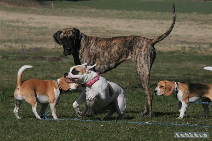 Amerikansk bulldog yenka - Hvis jeg skynder mig væk ser de mig ikke, men aggis tænker hold da op....  billedet er taget af zilaiyafoto billede 11