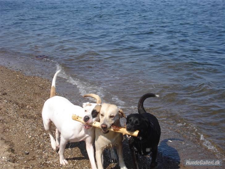 Amerikansk bulldog yenka - Vi kan da godt deles :O) billede 12