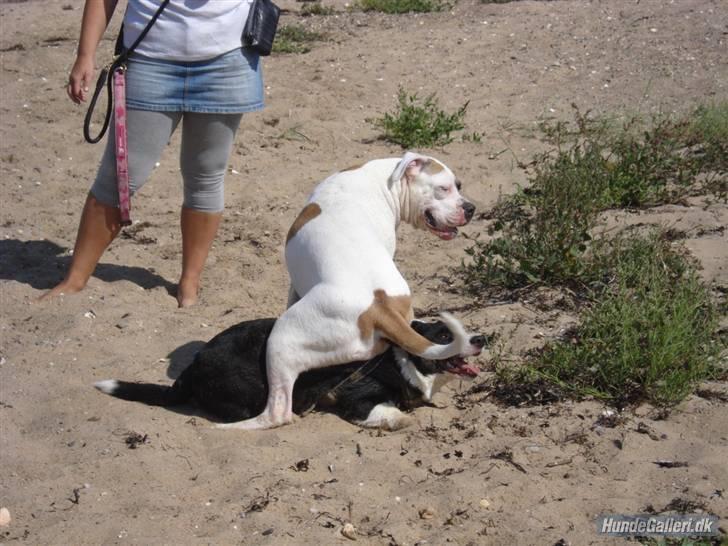 Amerikansk bulldog yenka - hvis jeg sidder på ham tror han jeg er kamphund billede 13