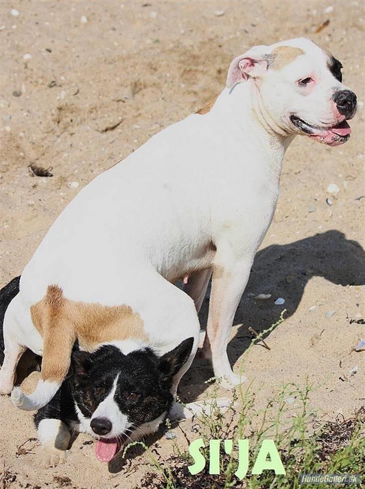 Amerikansk bulldog yenka - Så kan du lære det ditlev :O)           billedet er taget af si´ja billede 14