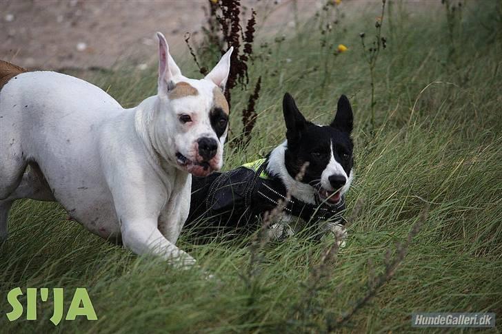 Amerikansk bulldog yenka - Jae jeg kan også ligne ditlev, jubii ingen kan se jeg er kamphund  billede 15