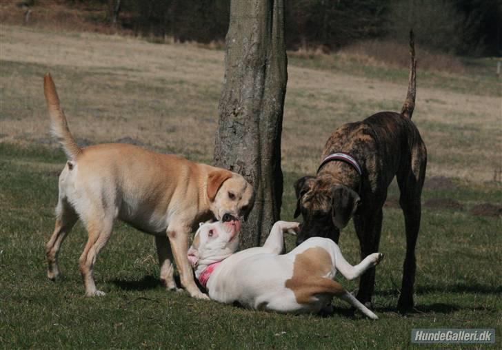 Amerikansk bulldog yenka - læg dig blev der sagt :O)        foto taget af zilayiafoto billede 16