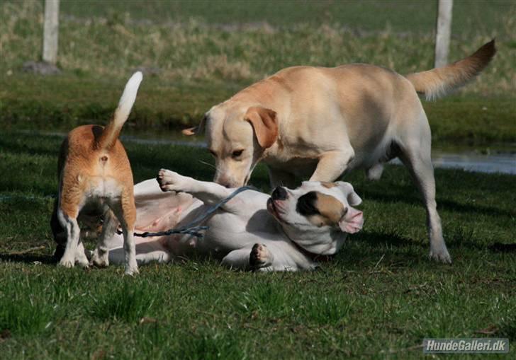 Amerikansk bulldog yenka - billed taget af zilayiafoto billede 17