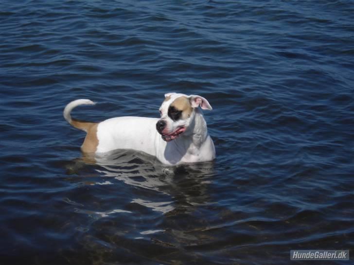 Amerikansk bulldog yenka - Jeg er bestemt ikke vand hund, men det er nu lækkert engang i mellem :O) billede 18