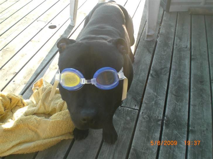 Staffordshire bull terrier Freja - Lauritz´" Hvaa freja sku vi aldrig i vandet:) billede 11