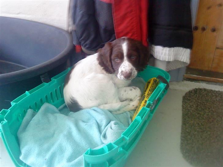 Blanding af racer Minne Sota billede 19