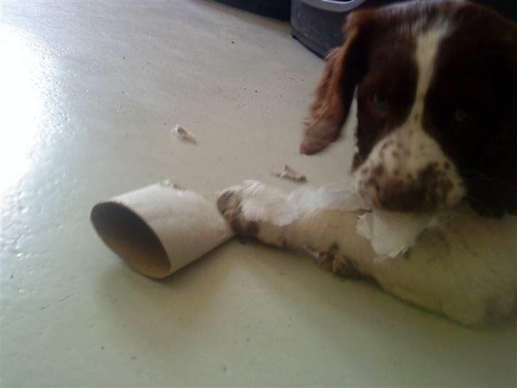 Blanding af racer Minne Sota - #20 "arhg! DØ toilet rulle"! xD Foto: Federica Bertucci billede 20