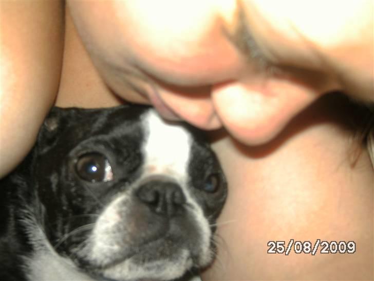 Boston terrier Debbie billede 10