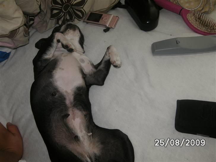 Boston terrier Debbie billede 11