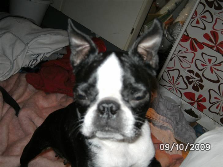 Boston terrier Debbie billede 12