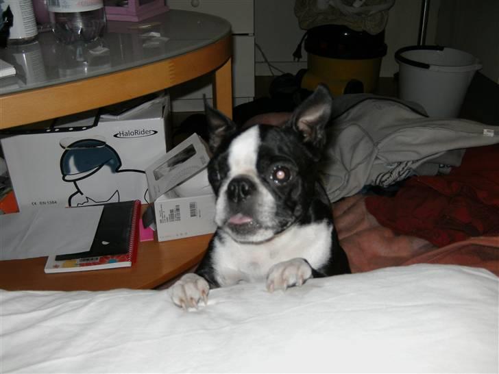 Boston terrier Debbie billede 13