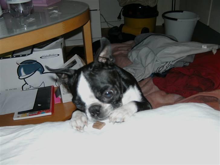 Boston terrier Debbie billede 14