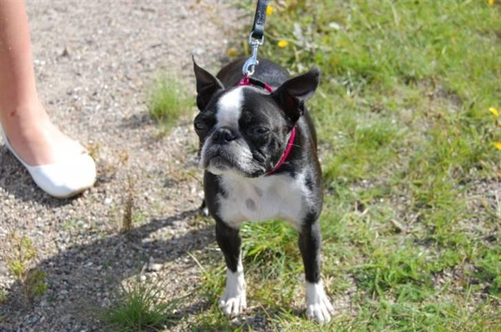 Boston terrier Debbie billede 15