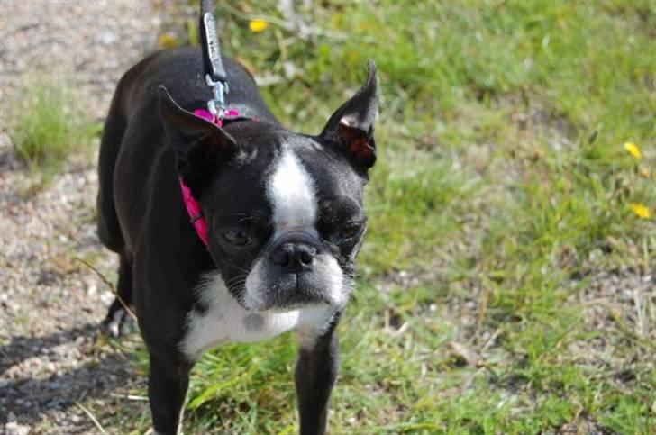 Boston terrier Debbie billede 16
