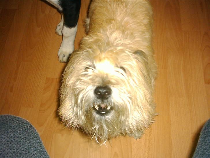 Cairn terrier Max - Max skælder ud, men han ved ikke lige over hvad :-) billede 1